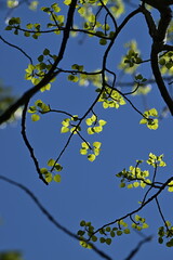 tree branches against blue sky, tree in bloom, spring, bloom