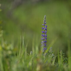 blue flowers in the grass, season, beauty, wildflower