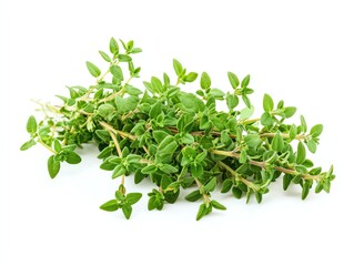 Fototapeta premium Fresh Thyme Herb Bundle on White Background for Cooking Use