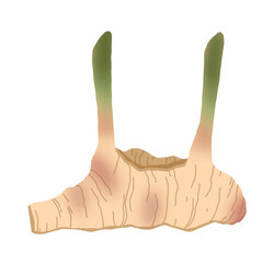 An aesthetic galangal icon showing rough beige root with sprouting green tips, crafted in flat style to evoke the raw, rustic beauty of fresh herbal ingredients.

