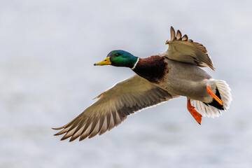 Stockente (Anas platyrhynchos) Männchen