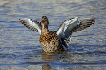 Stockente (Anas platyrhynchos) Weibchen