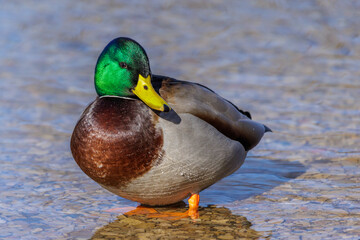 Stockente (Anas platyrhynchos) Männchen