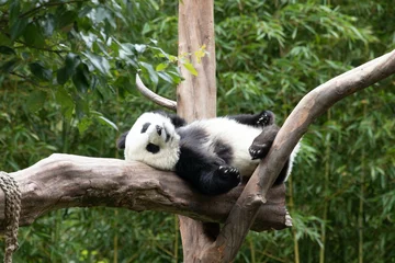 Gardinen Panda Close up Sleeping Little Panda, Wolong, China  © foreverhappy