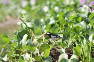 black winged blackbird