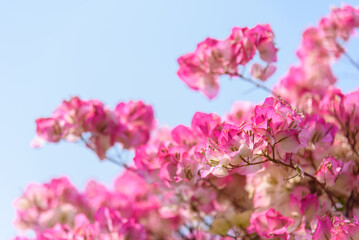 Pink bougainvillea blooms in spring. Nyctaginaceae. 











 bougainvillea blooms in spring. Nyctaginaceae. 













