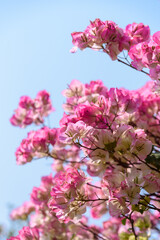 Pink bougainvillea blooms in spring. Nyctaginaceae. 













