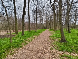 Obraz premium Footpath through green grass in a spring forest