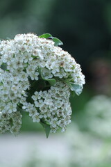 white flowers on a tree