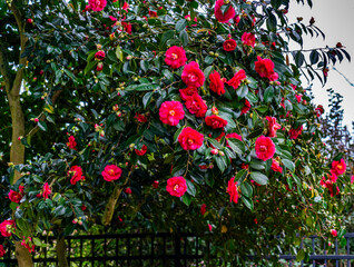 Seatac Camelia Close-up