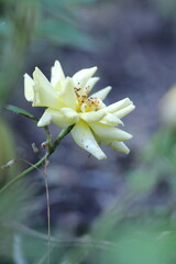 Fototapeta premium close up of a yellow flower