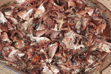 Fish Trash Close Up