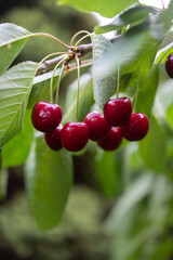 Ripe red cherries hang from a tree branch with green leaves. Sweet summer fruit.