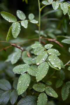 ose bush leaves, possibly Rosa gymnocarpa or Rosa californica, covered in dewdrops in Mazury, Poland. Fresh morning.