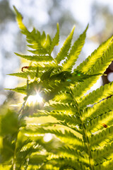 Sun shines through vibrant green fern fronds. Natural, fresh, and full of life.