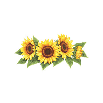 yellow sunflowers on white background clip art preview