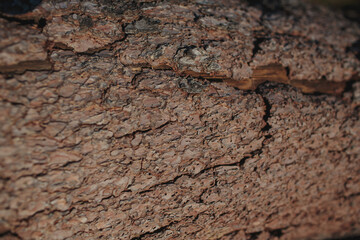 The Textured Bark Surface of a Tree Showcasing the Intricacies of Natures Design