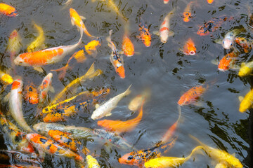 Colorful koi fish swimming gracefully in tranquil pond nature serene environment