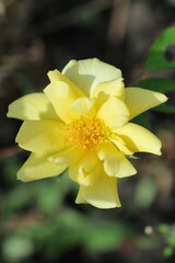 yellow flower in the garden