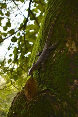 A lizard on a tree