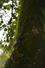 A lizard on a tree