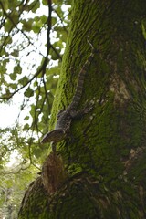 A lizard on a tree