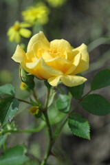 yellow rose in garden