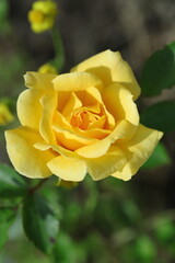 yellow rose in garden