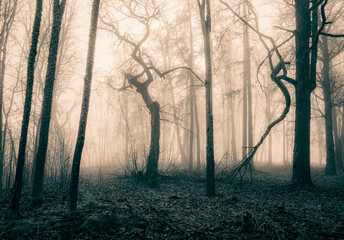 Obraz premium Surreal woods with fog and mysterious light through trees