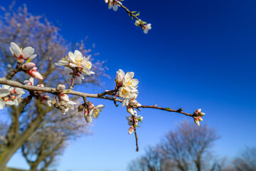 Almonds, orchard, flowers, spring, landscape, field, green, nature. Blue sky, sun