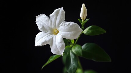 Obraz premium common jasmine, white flower isolated on black background.