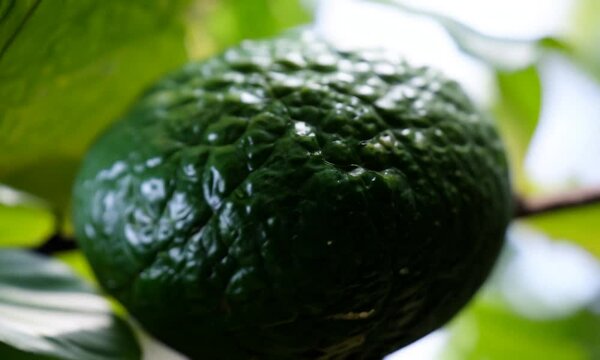 Detail of skin of natural hass avocado fruit hanging in a avocado tree