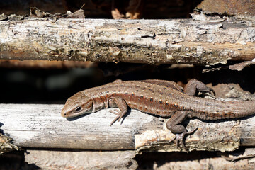 Early spring. A lizard crawled out into the sun to warm itself. Amphibian. Skin scales.