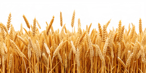 a wheat field border isolated on white background PNG. GENERATIVE AI