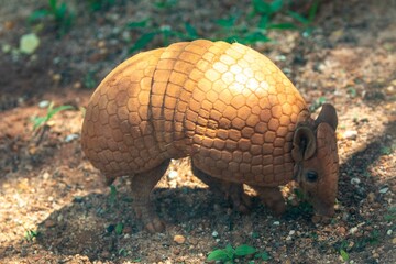 Typical armadillo (tatu bola) from northeastern Brazil, in its natural environmen