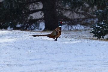 pheasant in the snow, winter, snow