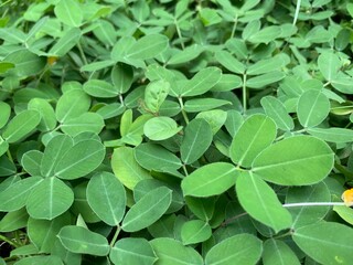 green leaves background