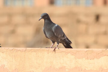 A close-up shot of a rock dove