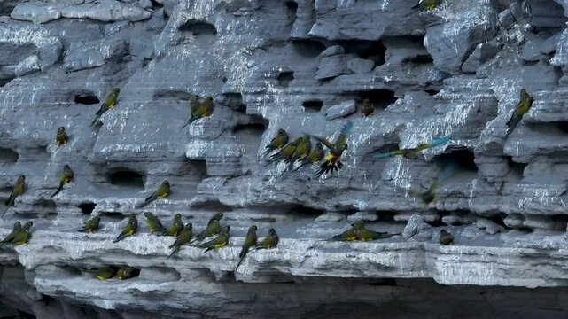 Small saves in big wall rock formation, home of the largest Burrowing parrot colony in the world. El Condor, Rio Negro, Argentina