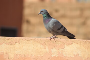 A close-up shot of a rock dove