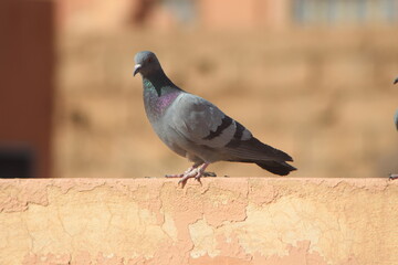 A close-up shot of a rock dove