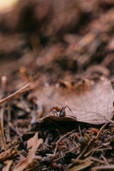 A red ant stands on a dry autumn leaf. Life in an anthill. Close-up of the ant. Vertical photo