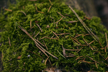 Lush green moss covers a fallen tree in a dense forest, demonstrating the tranquility of nature.