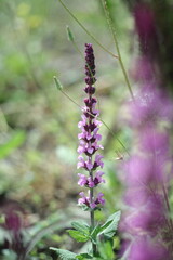 purple flowers in a garden