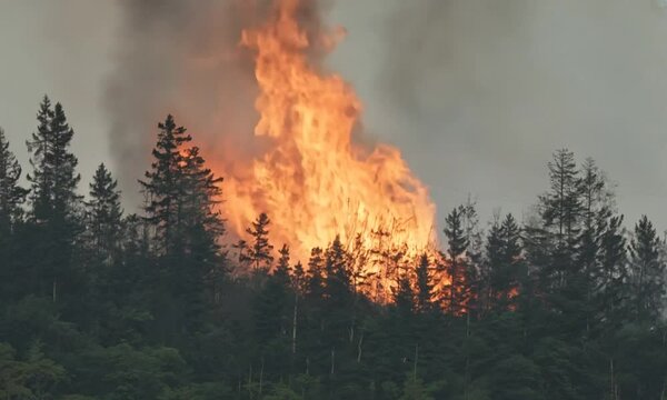 A large fire in the middle of a forest with smoke coming out of it