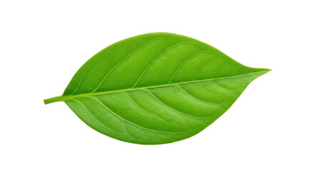 Obraz premium Isolated Green Leaf