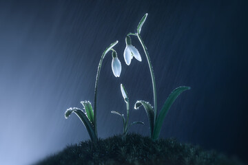 Exquisite macro photography of three delicate snowdrops illuminated by soft moonlight and washed by...