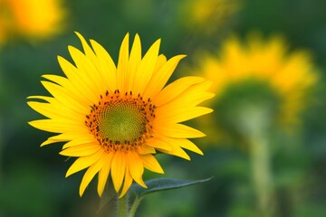 Fototapeta premium sunflower in the field