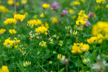Fototapeta premium Lathyrus pratensis or meadow vetchling, yellow pea, meadow pea and meadow pea-vine