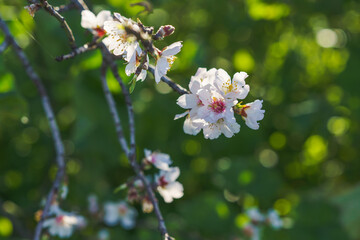 Soft white almond blossoms in full bloom contrast beautifully against a blurred green background.